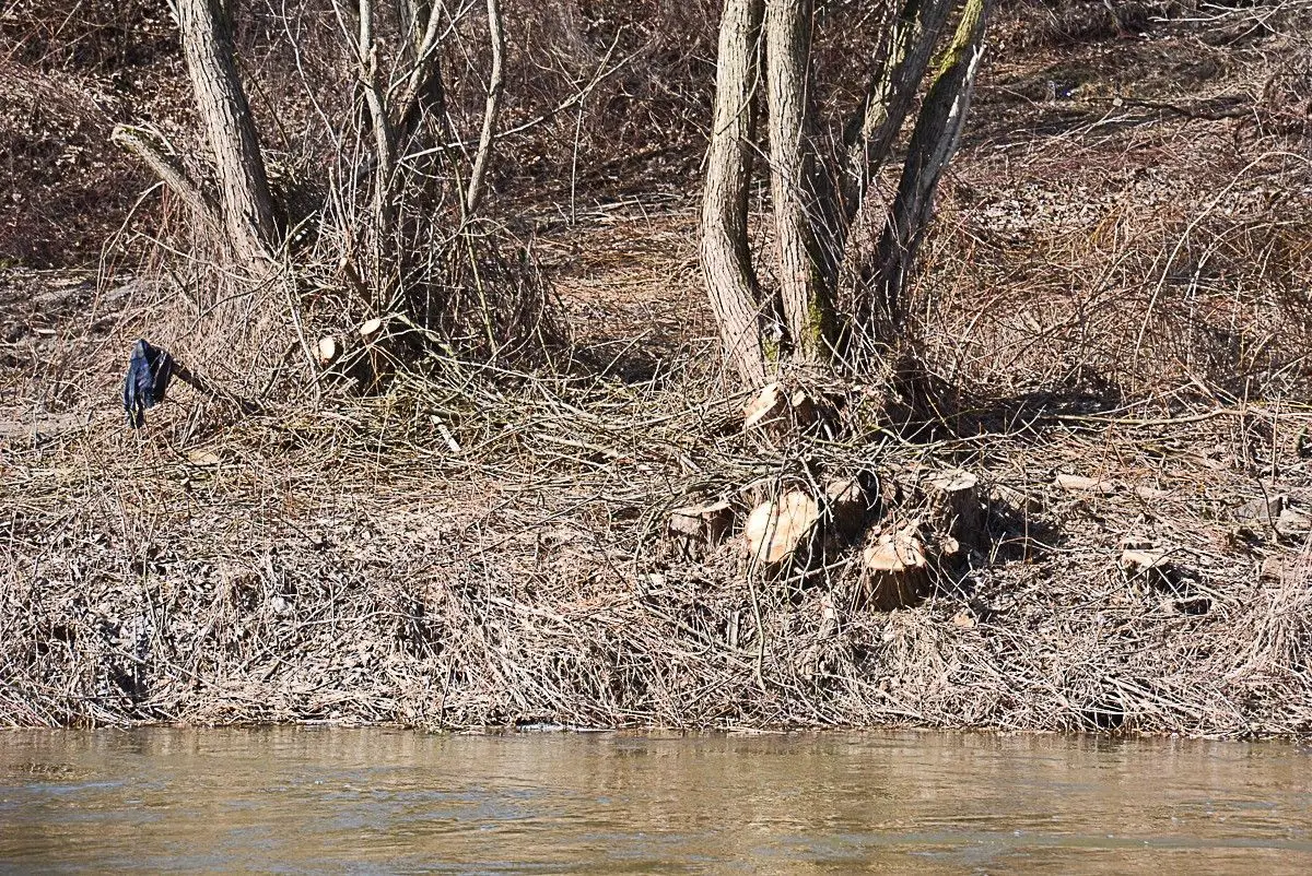 Kilkadziesiąt drzew zniknęło znad Bobru