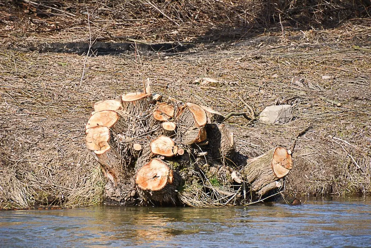 Kilkadziesiąt drzew zniknęło znad Bobru