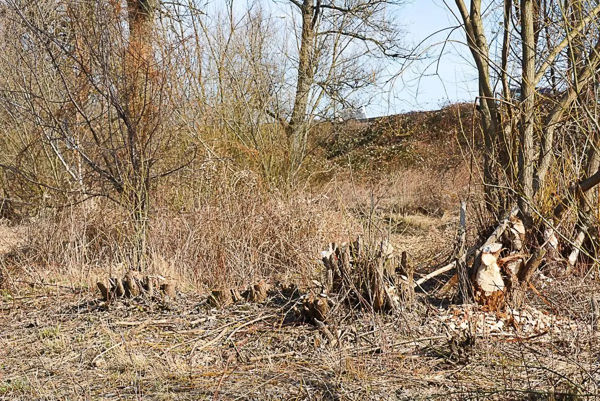 Kilkadziesiąt drzew zniknęło znad Bobru