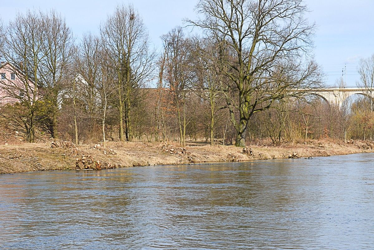 Kilkadziesiąt drzew zniknęło znad Bobru