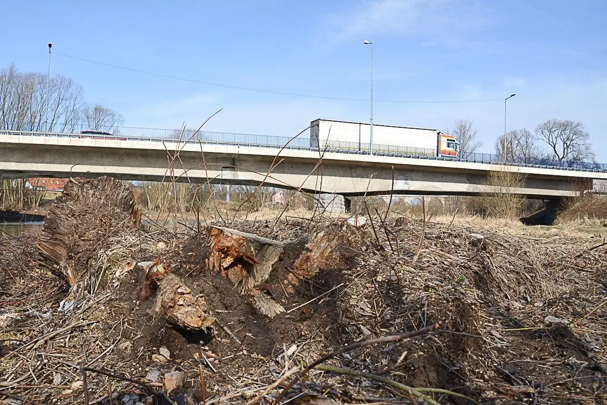 Kilkadziesiąt drzew zniknęło znad Bobru
