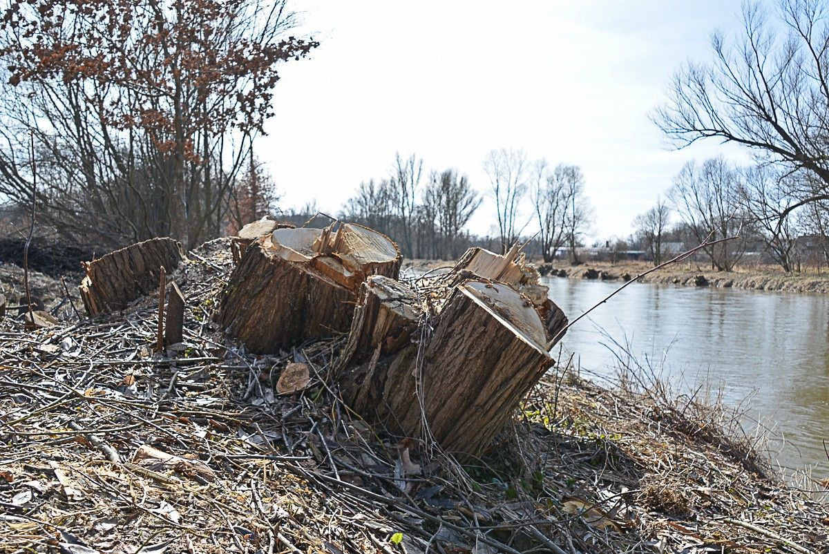 Kilkadziesiąt drzew zniknęło znad Bobru