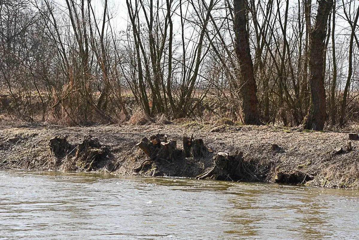Kilkadziesiąt drzew zniknęło znad Bobru