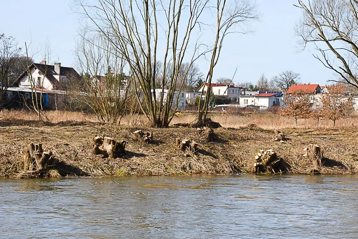 Kilkadziesiąt drzew zniknęło znad Bobru