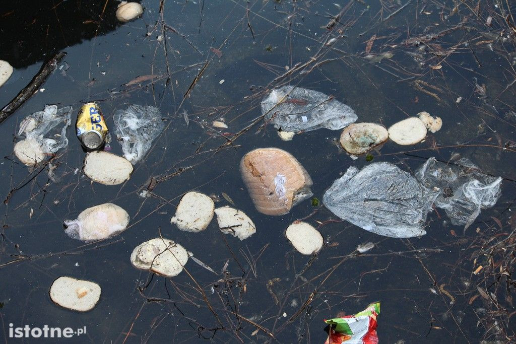 Spleśniałe pieczywo w stawie przy Łajbie