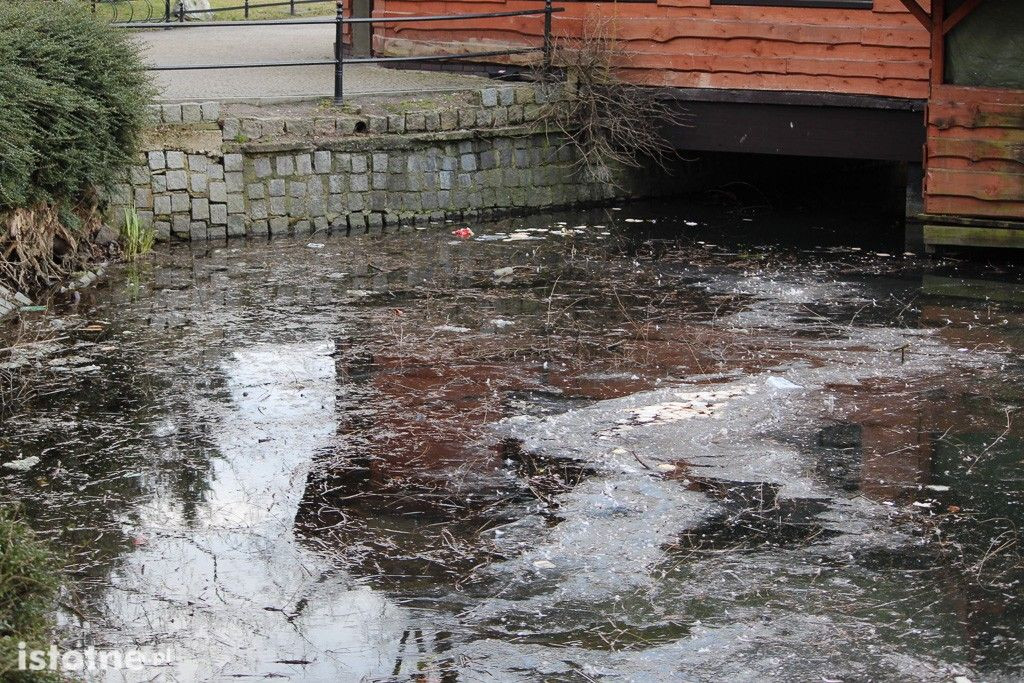 Spleśniałe pieczywo w stawie przy Łajbie