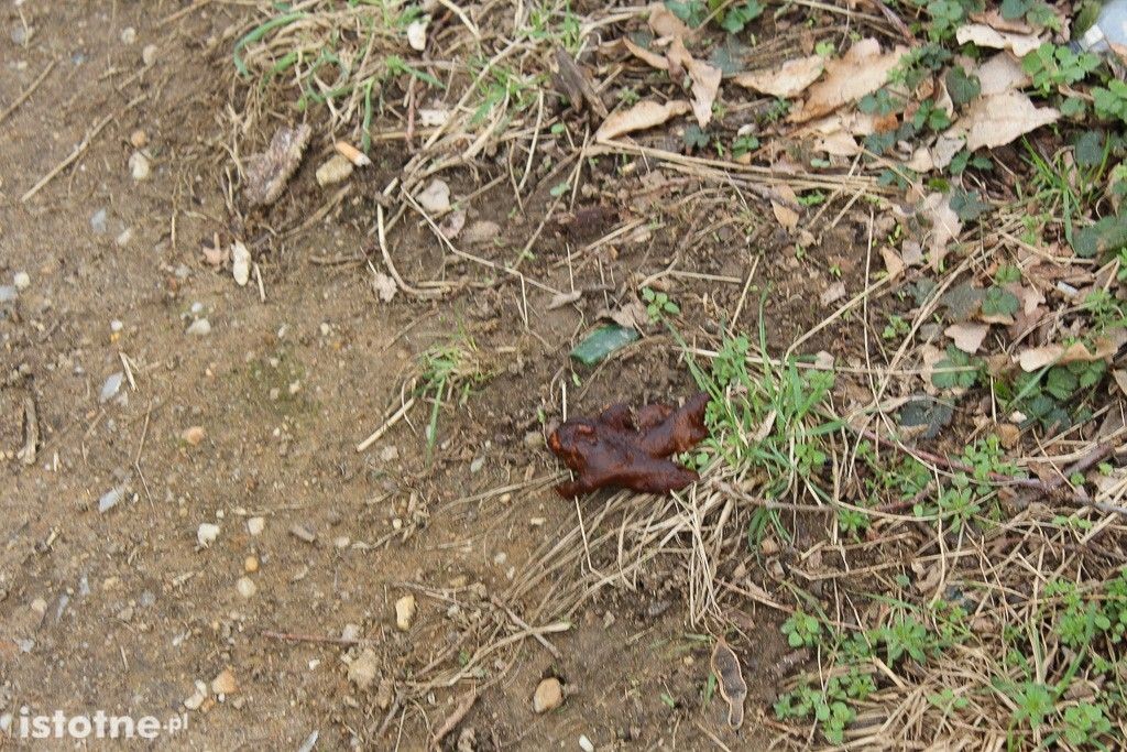 Odchody, puszki i butelki na terenach zielonych za Dino