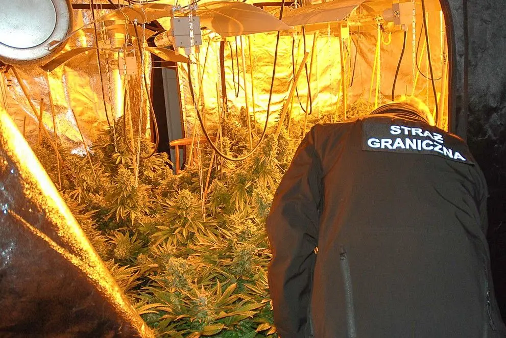 Plantacja marihuany zlikwidowana. Zabezpieczono narkotyki warte ponad pół mln zł!