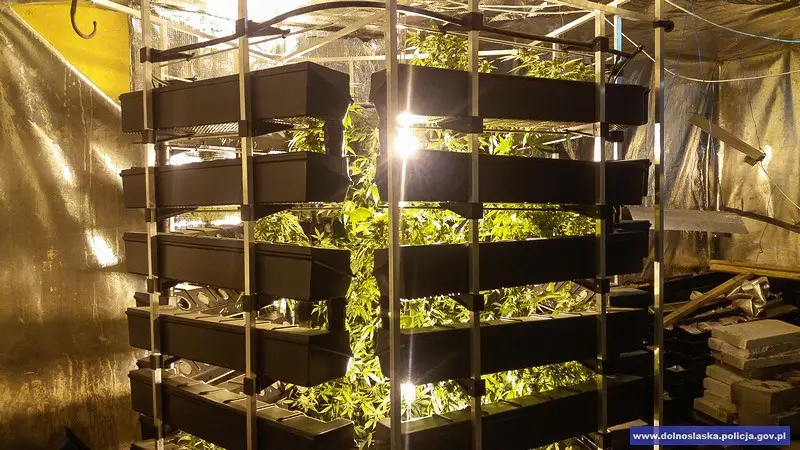 Duża plantacja maryśki zlikwidowana. Narkotyki warte 1,5 mln zł przechwycone