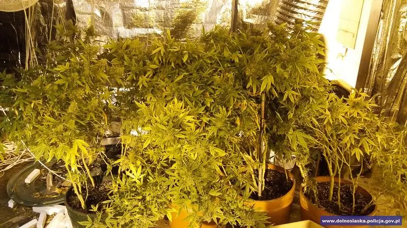 Duża plantacja maryśki zlikwidowana. Narkotyki warte 1,5 mln zł przechwycone