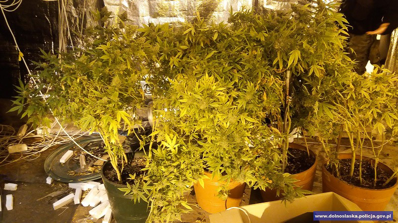 Duża plantacja maryśki zlikwidowana. Narkotyki warte 1,5 mln zł przechwycone