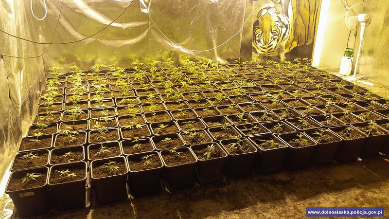 Duża plantacja maryśki zlikwidowana. Narkotyki warte 1,5 mln zł przechwycone