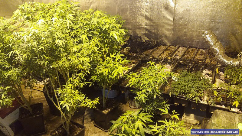 Duża plantacja maryśki zlikwidowana. Narkotyki warte 1,5 mln zł przechwycone