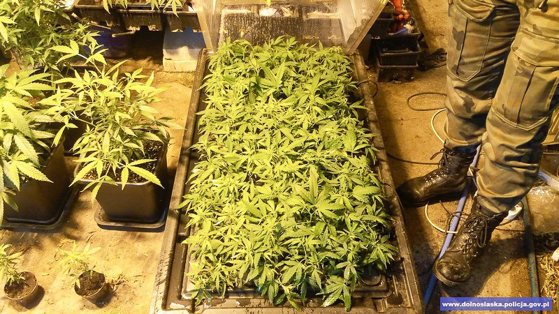 Duża plantacja maryśki zlikwidowana. Narkotyki warte 1,5 mln zł przechwycone