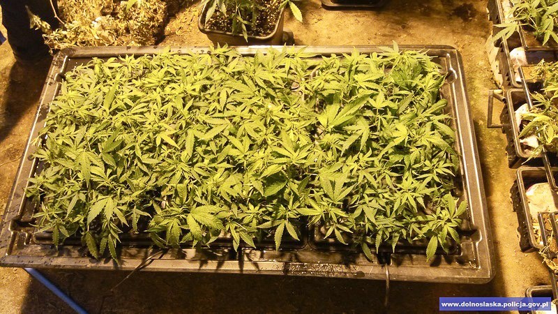 Duża plantacja maryśki zlikwidowana. Narkotyki warte 1,5 mln zł przechwycone