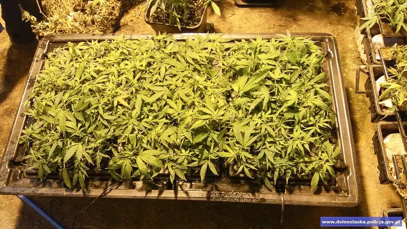Duża plantacja maryśki zlikwidowana. Narkotyki warte 1,5 mln zł przechwycone