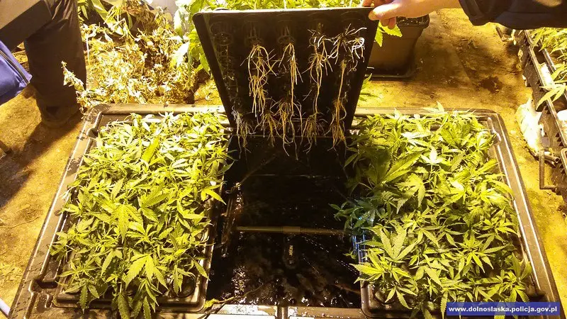 Duża plantacja maryśki zlikwidowana. Narkotyki warte 1,5 mln zł przechwycone