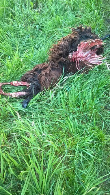 Wilki zaatakowały stado owiec w Gromadce