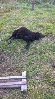 Wilki zaatakowały stado owiec w Gromadce