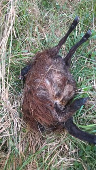 Wilki zaatakowały stado owiec w Gromadce