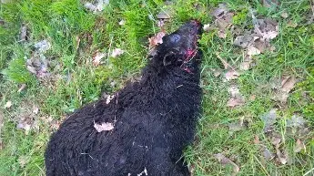 Wilki zaatakowały stado owiec w Gromadce