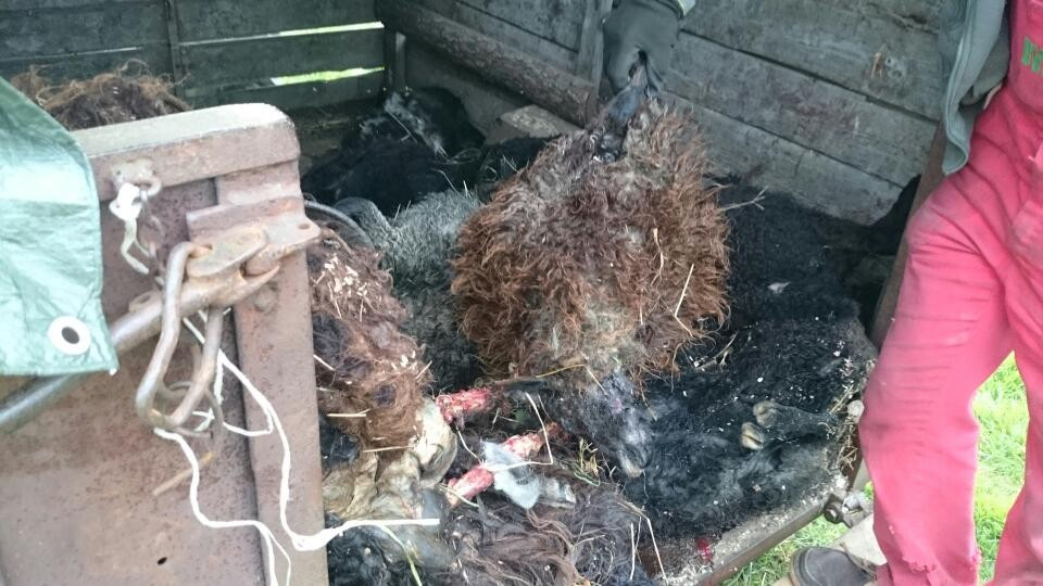 Wilki zaatakowały stado owiec w Gromadce