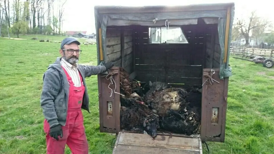 Wilki zaatakowały stado owiec w Gromadce