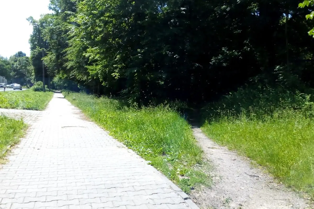 Las i chodnik przy ulicy Jeleniogórskiej