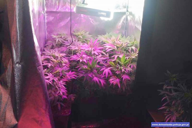 Uprawiał maryśkę. 26-latkowi grozi do 10 lat więzienia