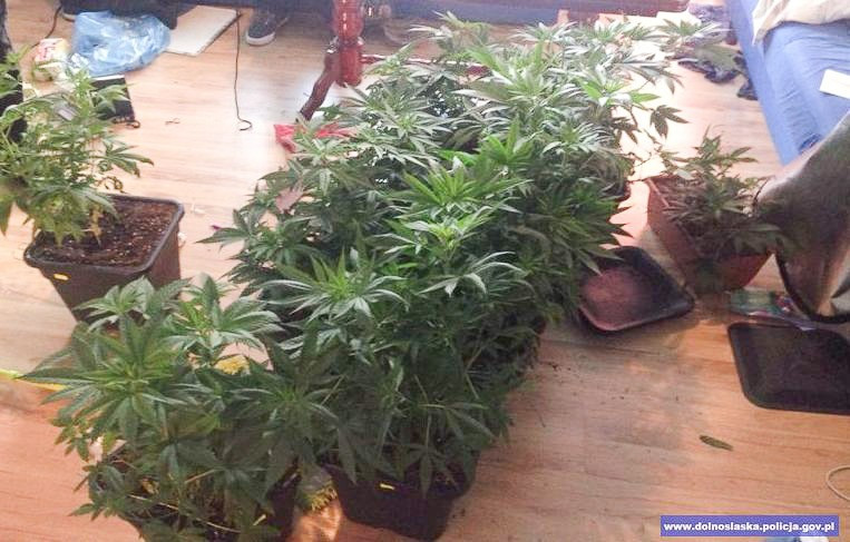 Uprawiał maryśkę. 26-latkowi grozi do 10 lat więzienia