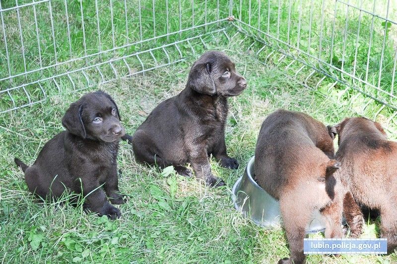 Zamknął 8 szczeniaków w bagażniku i poszedł na zakupy