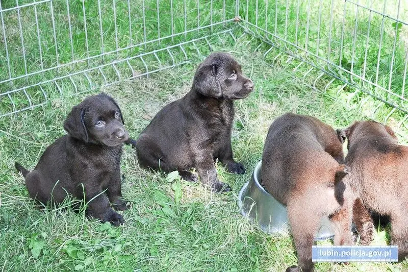Zamknął 8 szczeniaków w bagażniku i poszedł na zakupy