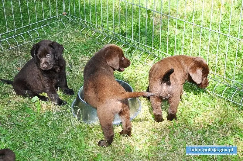 Zamknął 8 szczeniaków w bagażniku i poszedł na zakupy