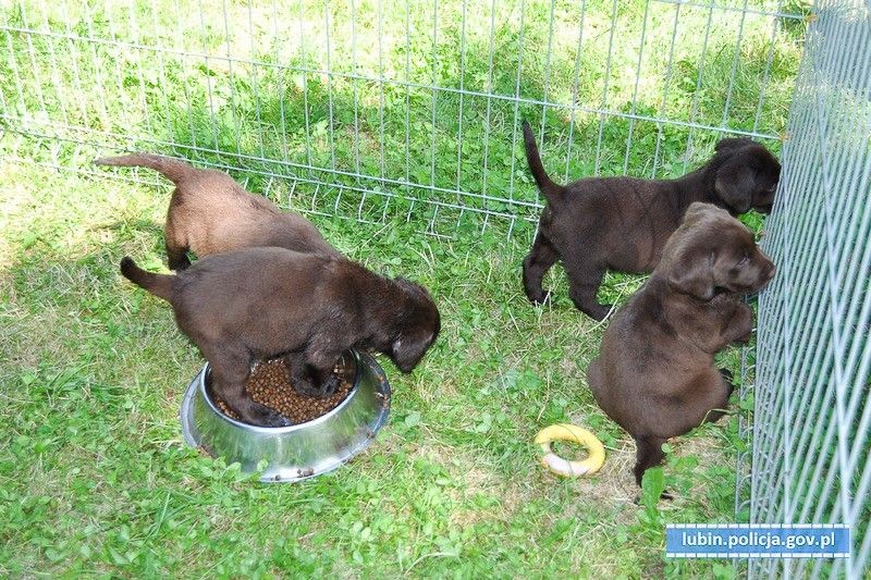 Zamknął 8 szczeniaków w bagażniku i poszedł na zakupy