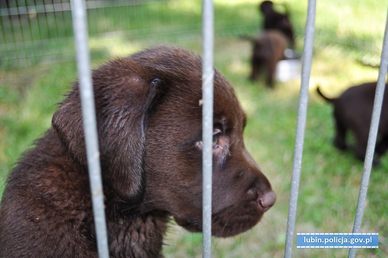 Zamknął 8 szczeniaków w bagażniku i poszedł na zakupy