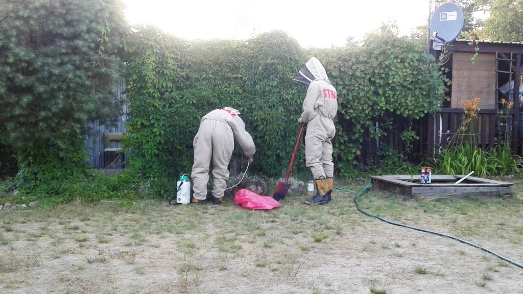 Szerszenie na działce letników z powiatu bolesławieckiego