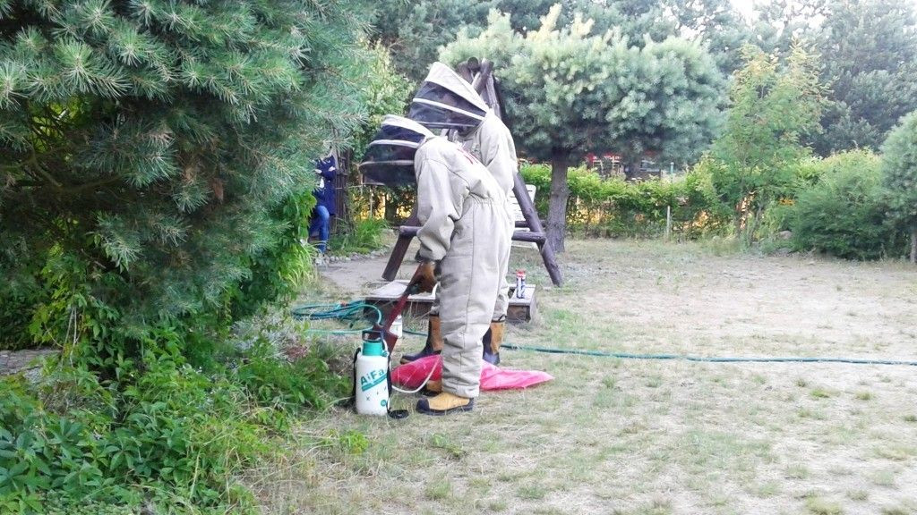 Szerszenie na działce letników z powiatu bolesławieckiego