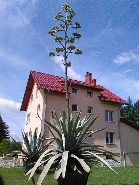 37-letnia agawa wkrótce zakwitnie w Nowogrodźcu