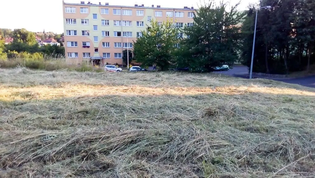Skosili chaszcze przy Dino