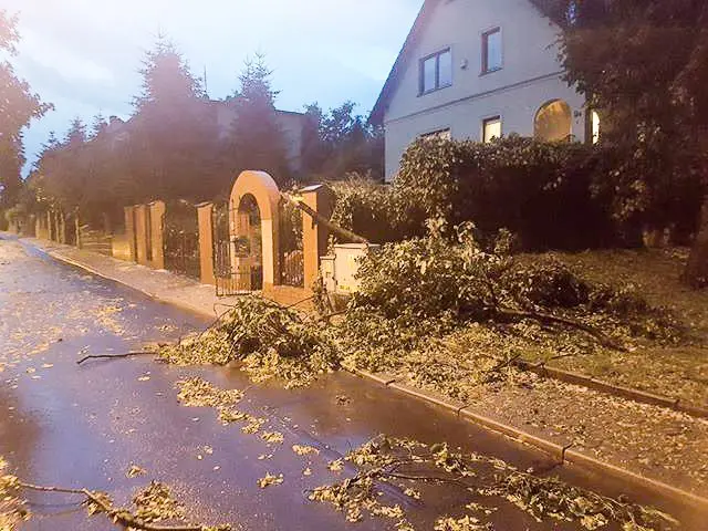 Powalone drzewo po nawałnicy