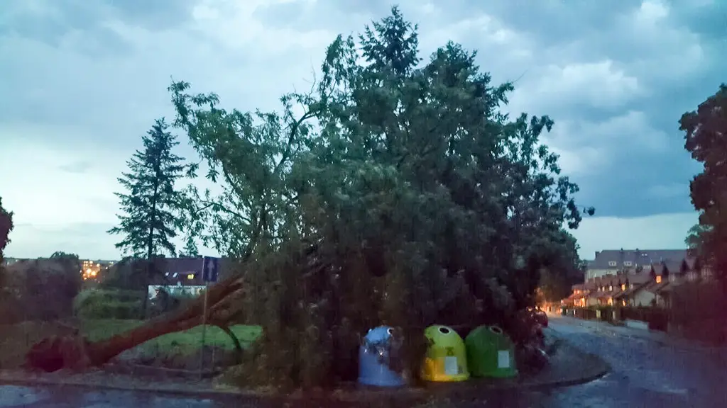 Powalone drzewo po nawałnicy