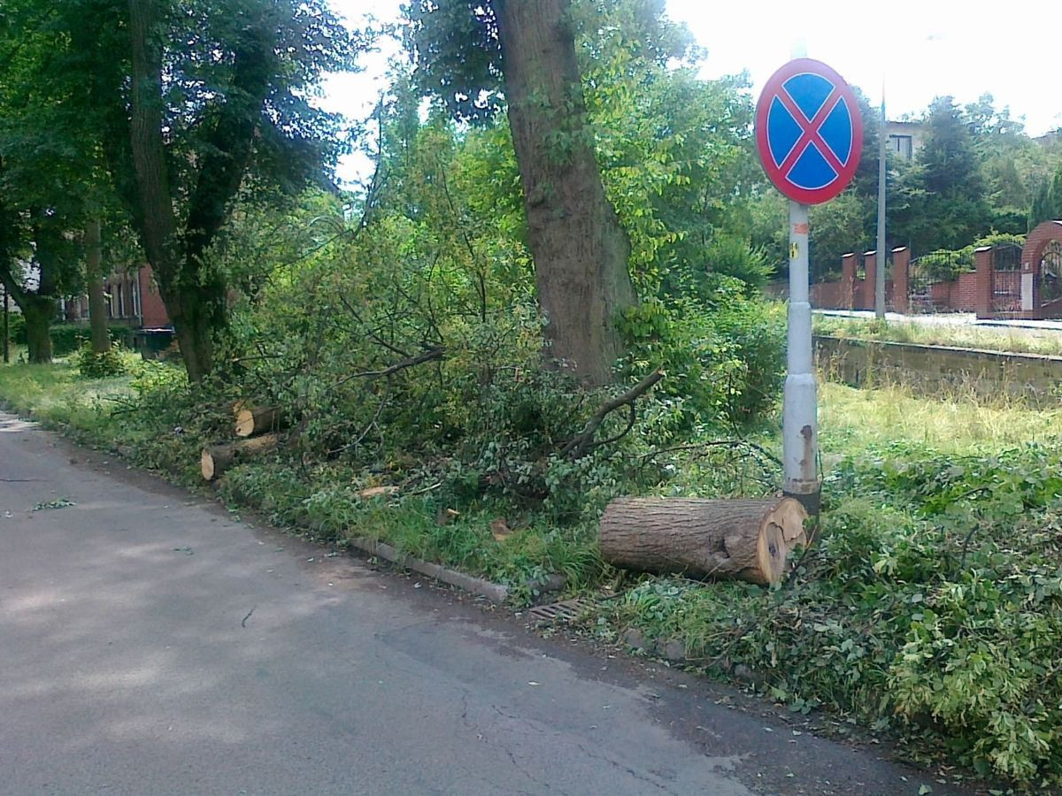 Nieskoszona trawa i gałęzie na Alei Wojska Polskiego