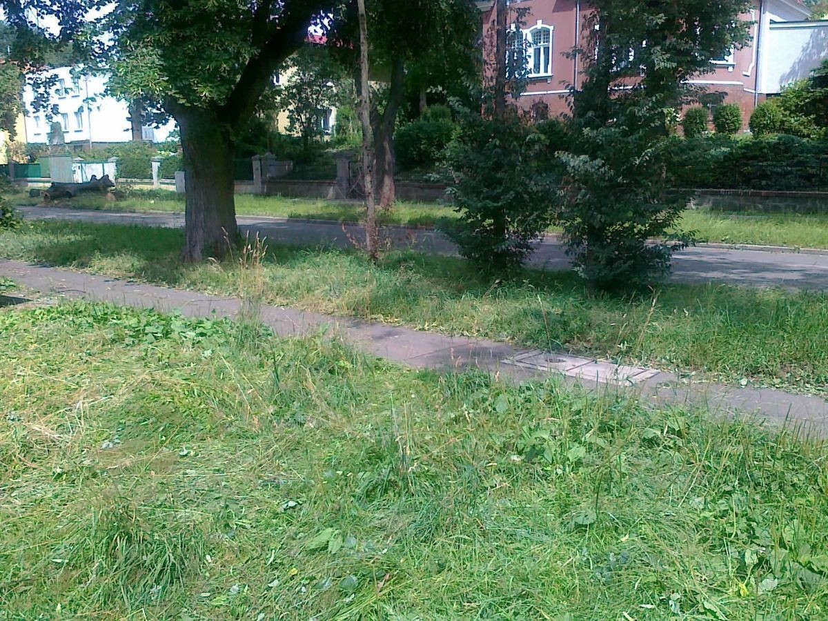 Nieskoszona trawa i gałęzie na Alei Wojska Polskiego