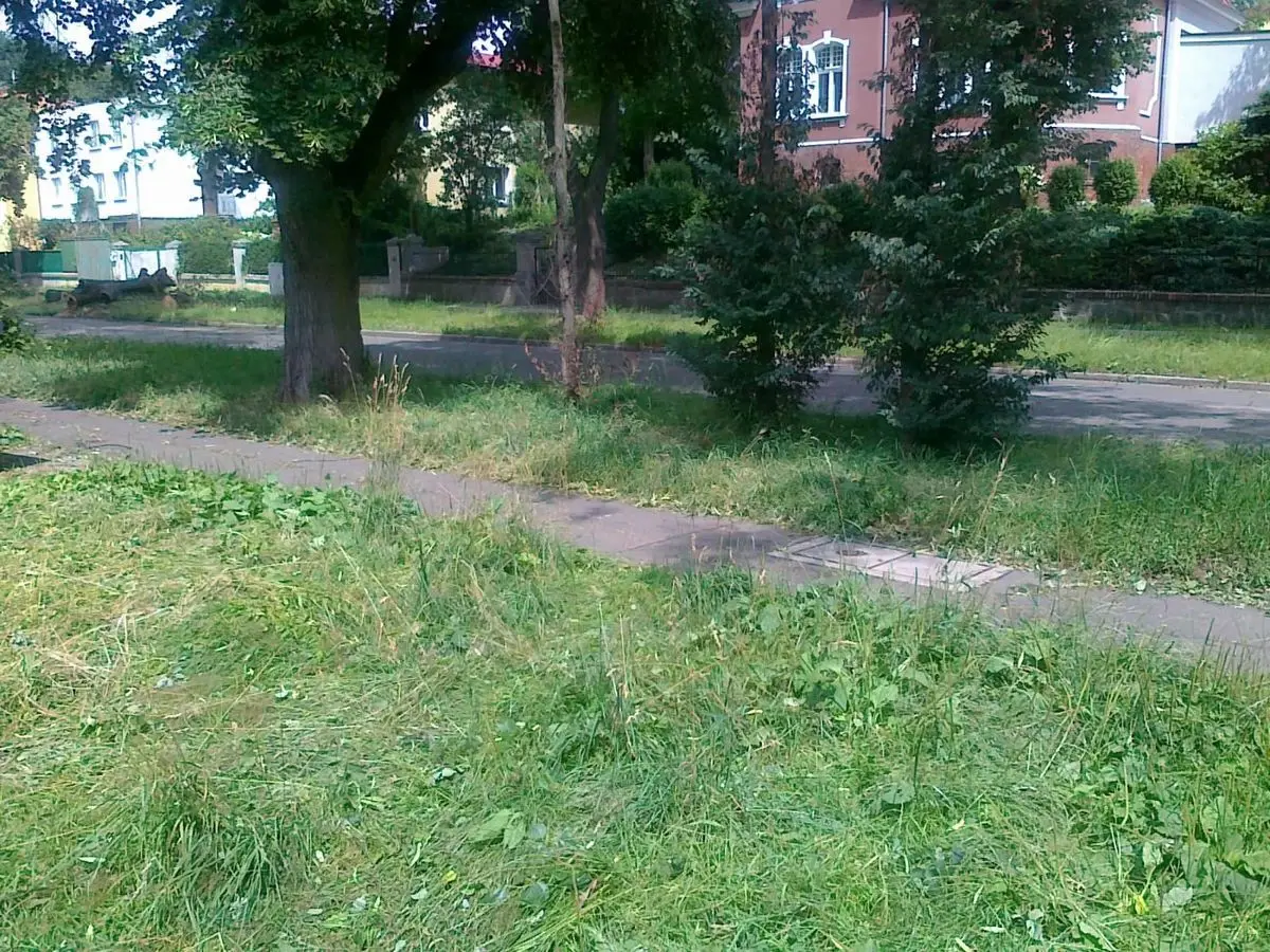 Nieskoszona trawa i gałęzie na Alei Wojska Polskiego