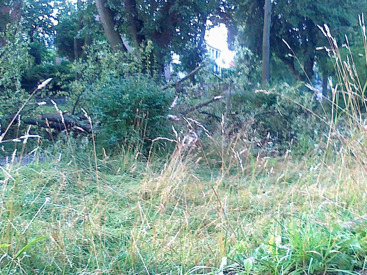 Nieskoszona trawa i gałęzie na Alei Wojska Polskiego