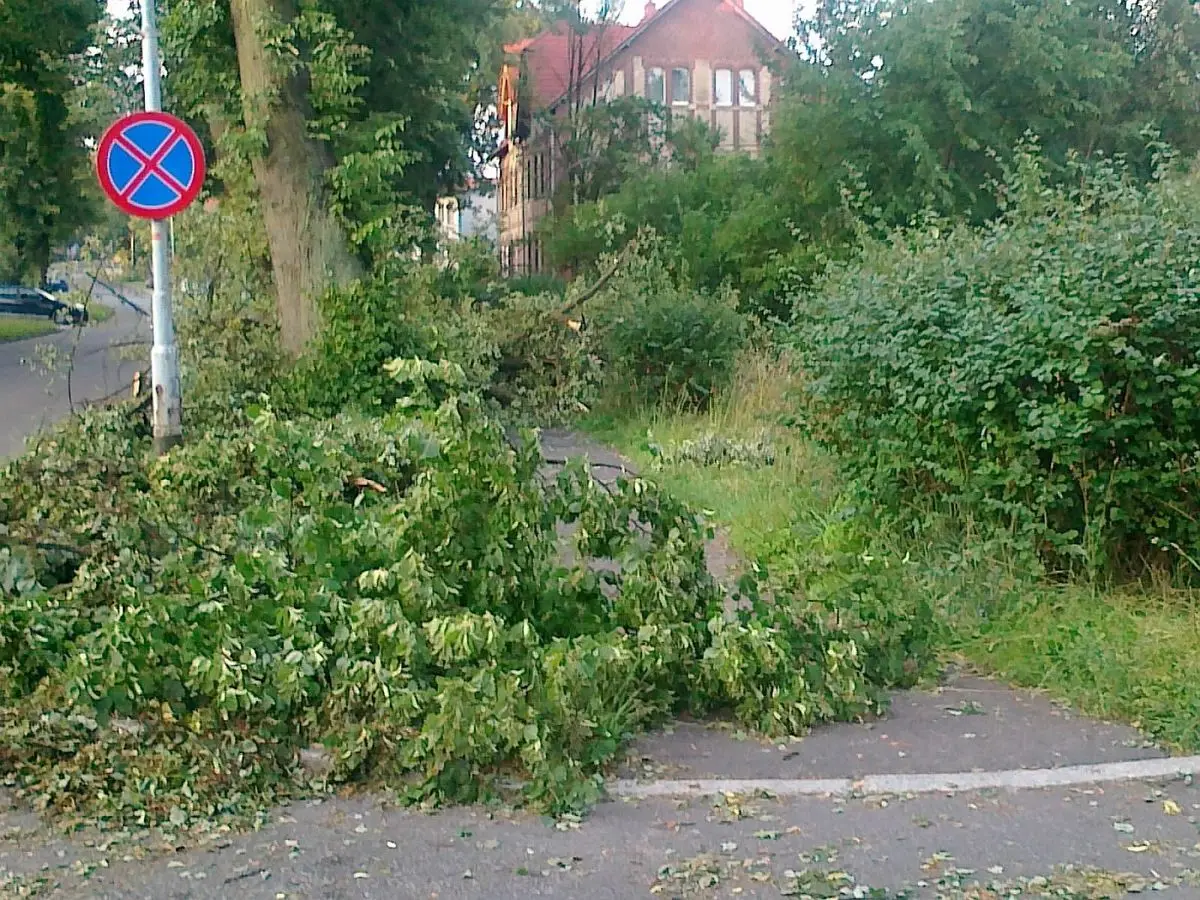 Nieskoszona trawa i gałęzie na Alei Wojska Polskiego