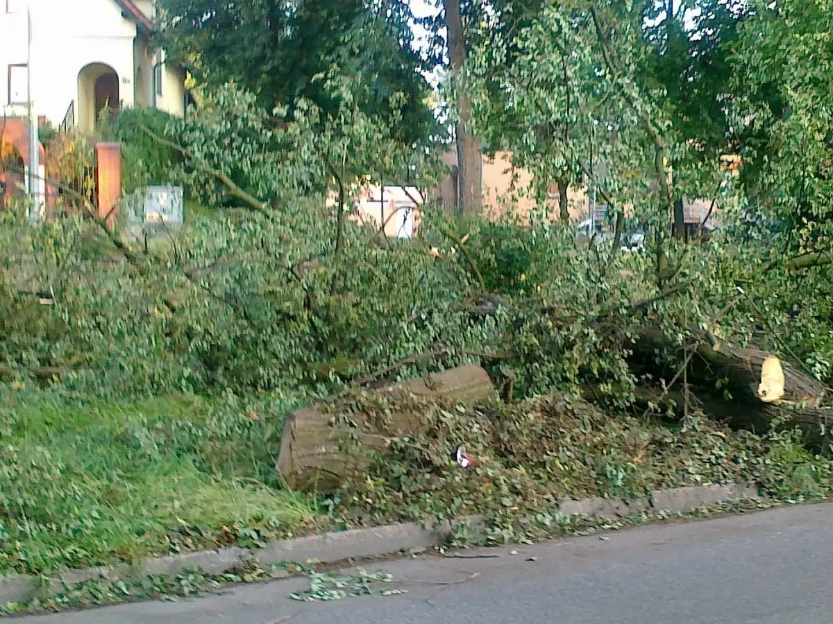 Nieskoszona trawa i gałęzie na Alei Wojska Polskiego