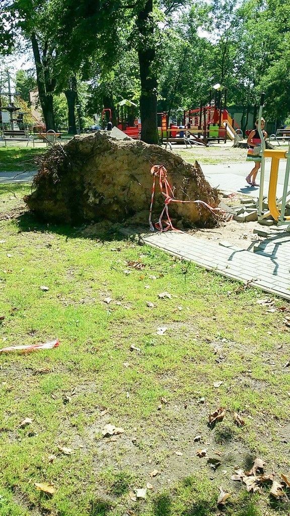 Nieład w parku Miejskim przy Tyrankiewiczów. „Dzieci biegają wokół wystających korzeni”