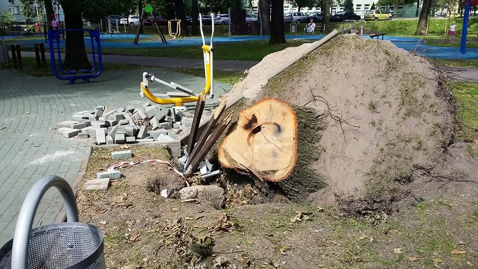 Nieład w parku Miejskim przy Tyrankiewiczów. „Dzieci biegają wokół wystających korzeni”