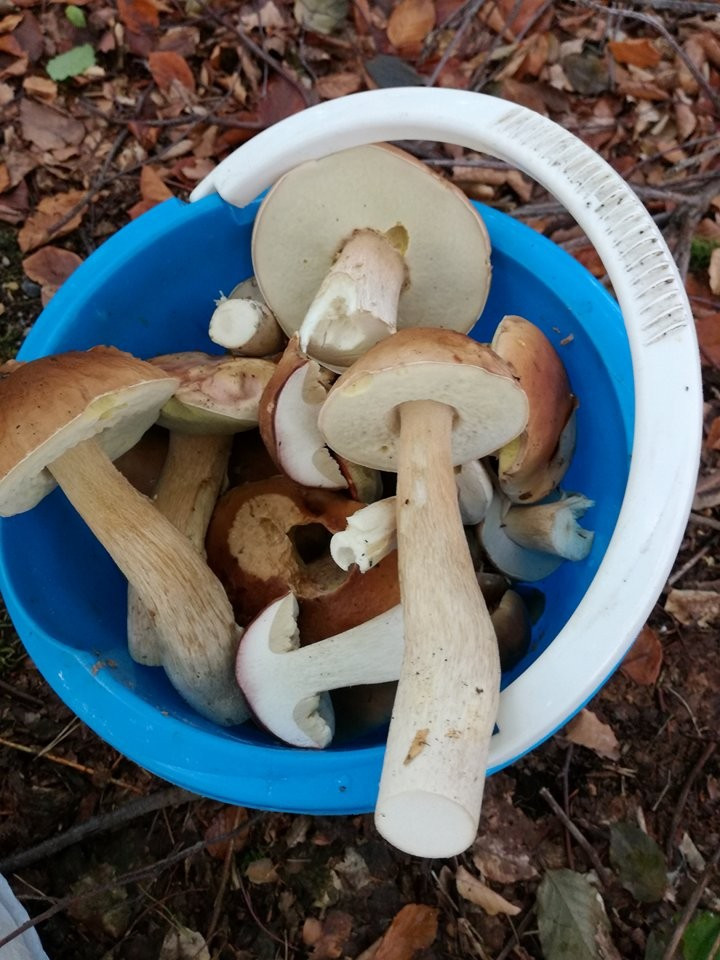 Zbiory Pawła i jego 7-letniego syna